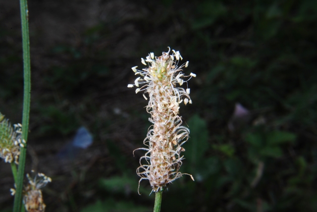 Plantago lanceolata